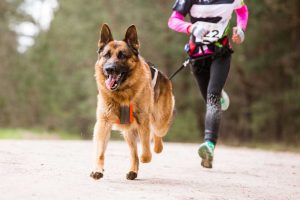 Jak běhat se psem, canicross