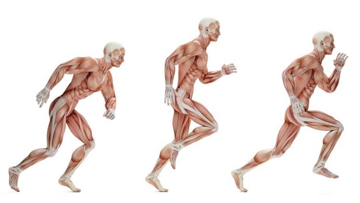 Jaké svaly zapojuje běh