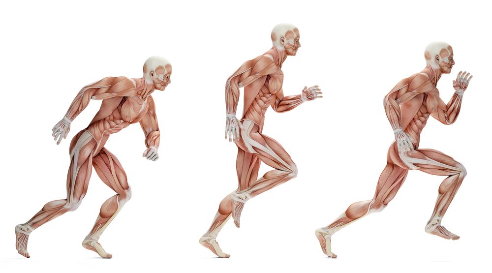 Co dělají svaly při pohybu?