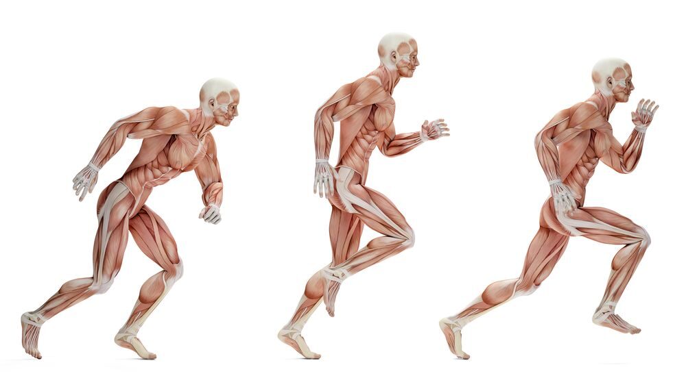 Jaké svaly zapojuje běh